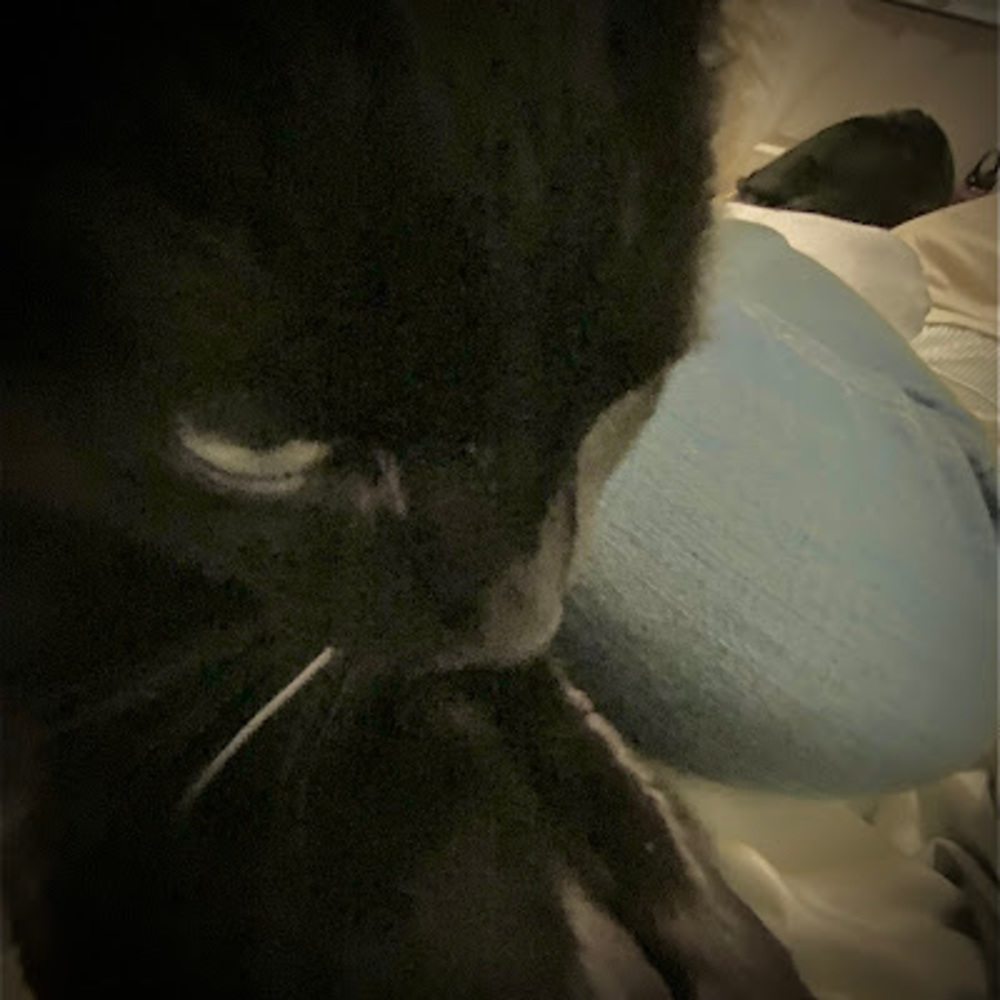 Meet your Posher, K1w3